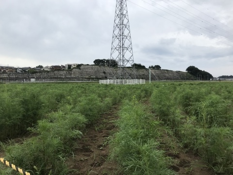 嵐の前のコスモス畑 千葉県佐倉ふるさと広場 短歌なページ