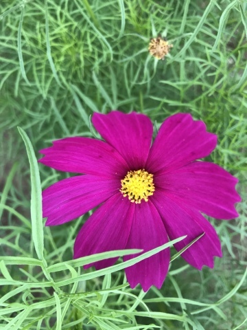 嵐の前のコスモス畑 千葉県佐倉ふるさと広場 短歌なページ