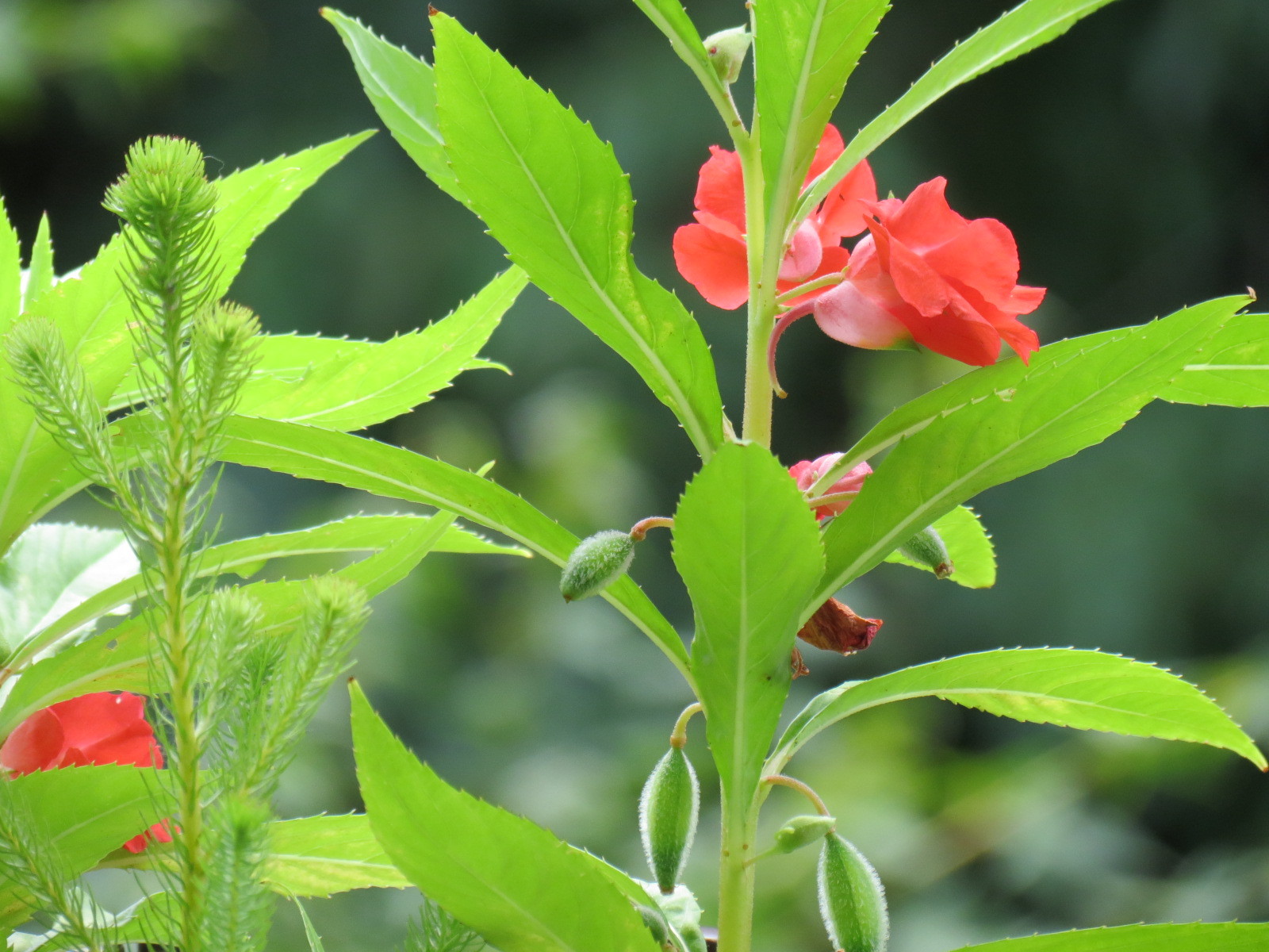ホウセンカの花 あるまじろの庭