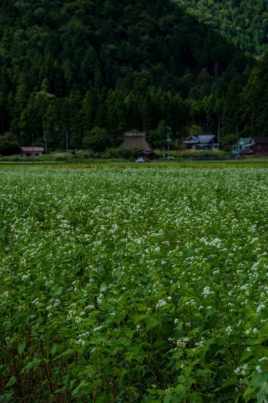 美山かやぶきの里～蕎麦の花_e0363038_10305882.jpg