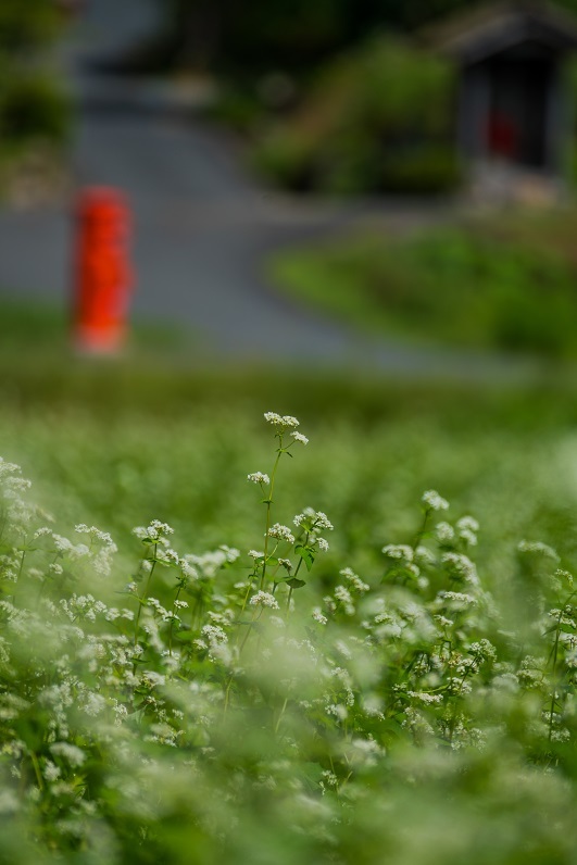 美山かやぶきの里～蕎麦の花_e0363038_10310673.jpg