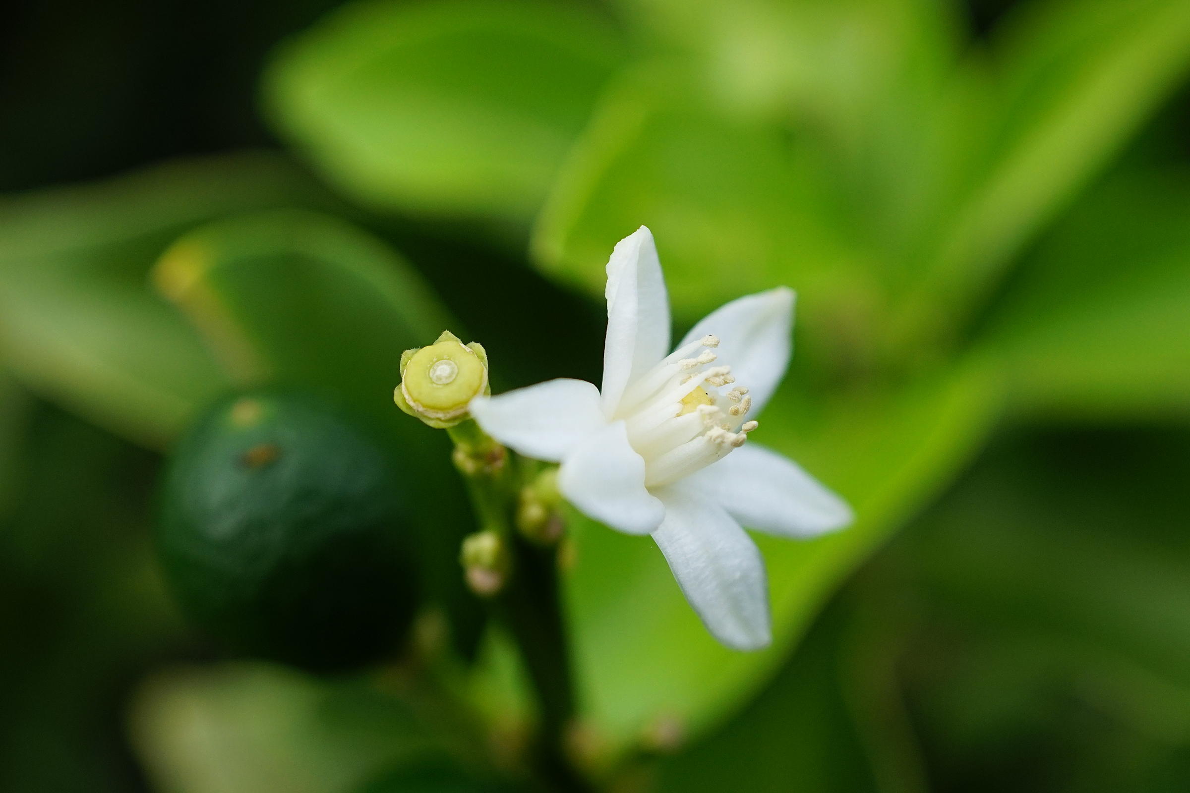 SONY DT 30mm F2.8 Macro_b0060239_21311286.jpg