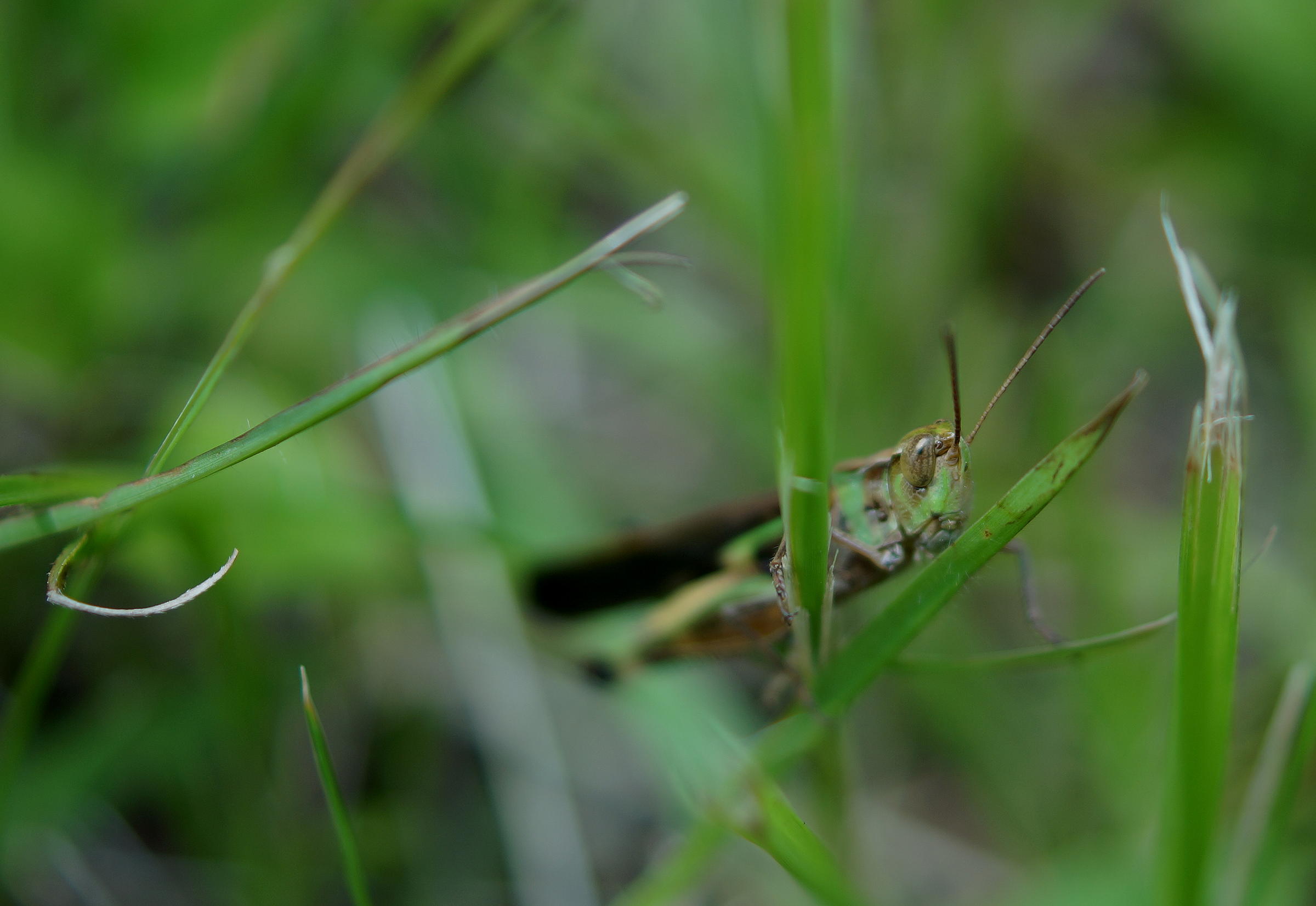 SONY DT 30mm F2.8 Macro_b0060239_21321481.jpg
