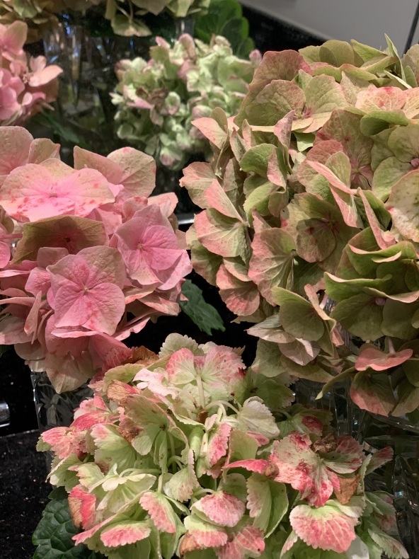 紫陽花_f0380954_07333713.jpeg