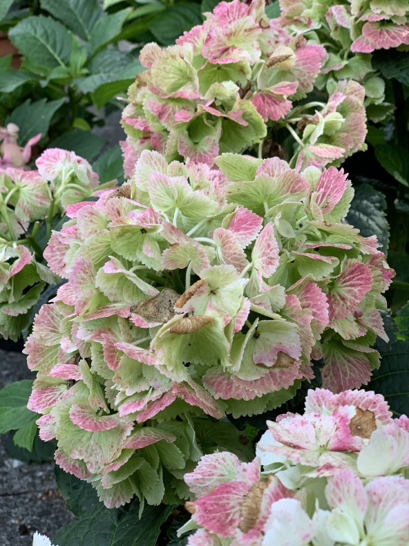 紫陽花_f0380954_07352902.jpeg