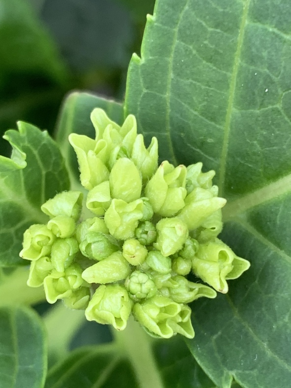 紫陽花_f0380954_07361336.jpeg