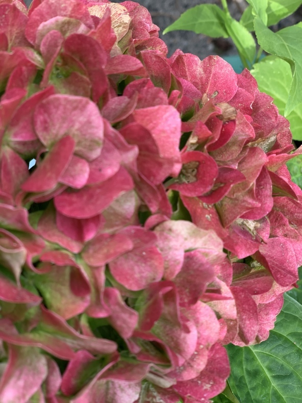 紫陽花_f0380954_07371861.jpeg