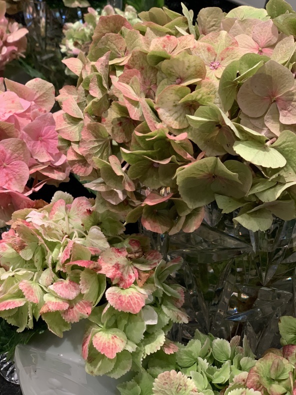 紫陽花_f0380954_07484050.jpeg