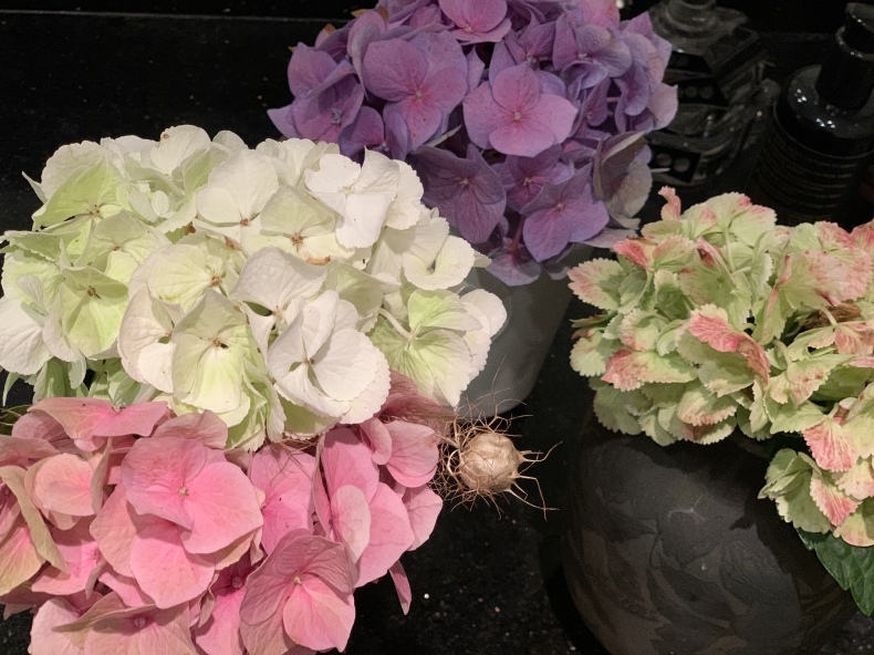 紫陽花_f0380954_07510662.jpeg