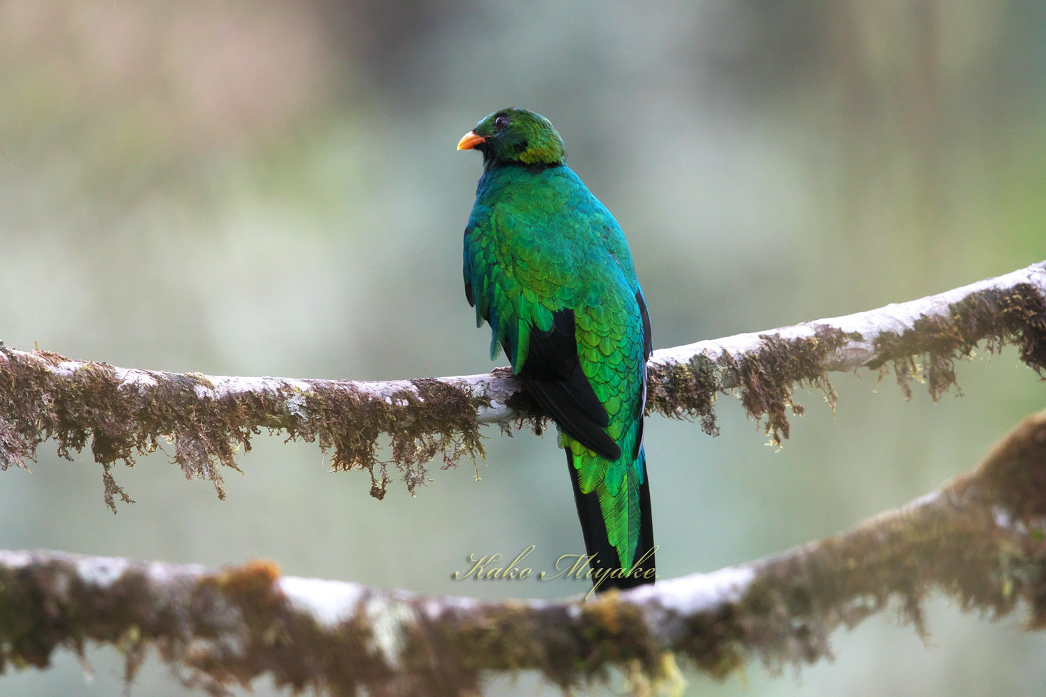 ・キンガシラカザリキヌバネドリ（Golden-headed Quetza）　　エクアドル探鳥記　_d0013455_18594724.jpg