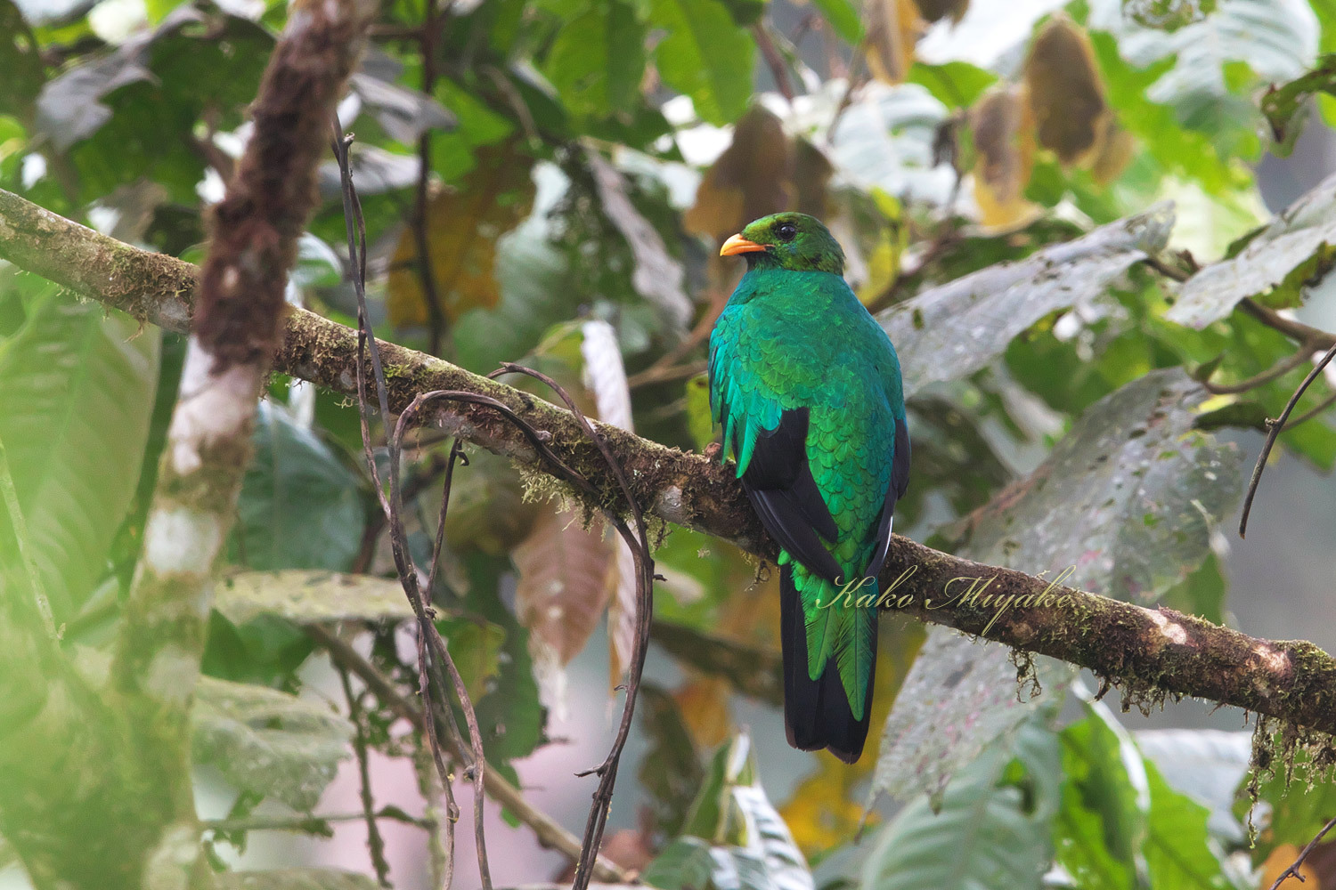 キンガシラカザリキヌバネドリ Golden Headed Quetza エクアドル探鳥記 ぼちぼち と 野鳥大好き O