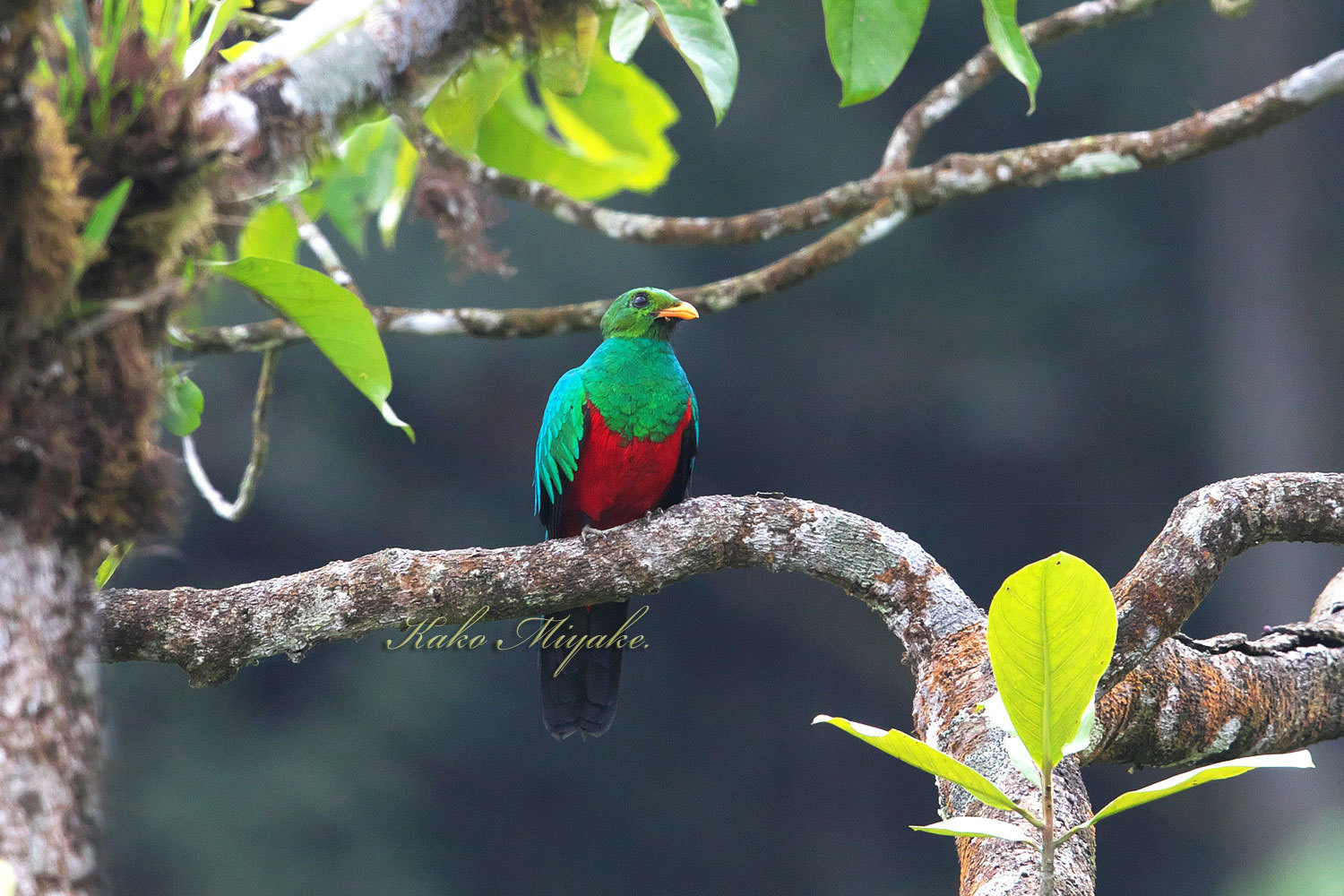 ・キンガシラカザリキヌバネドリ（Golden-headed Quetza）　　エクアドル探鳥記　_d0013455_19552911.jpg