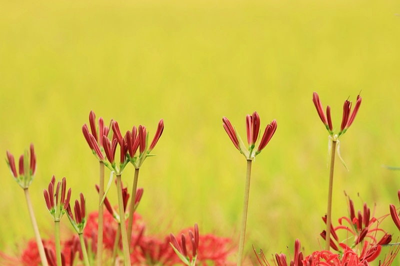 田んぼに咲く彼岸花 1 Happy Cafe Vol 2