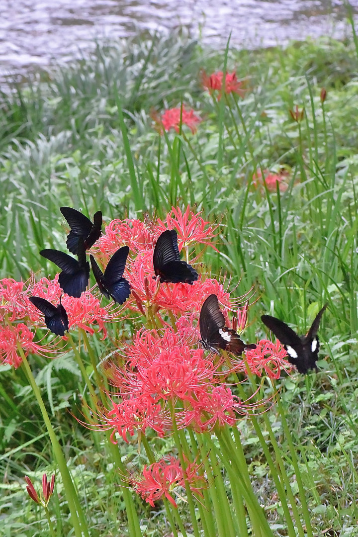 曼殊沙華に集う、黒系アゲハ(2020/09/21)_d0387460_13312709.jpg