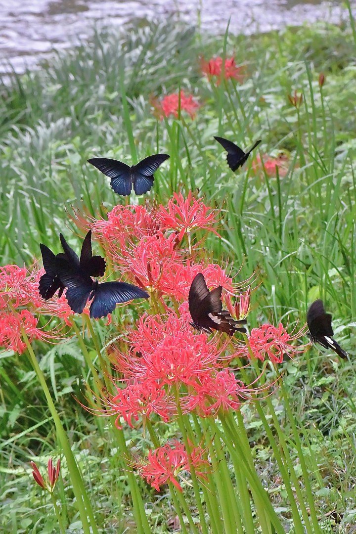 曼殊沙華に集う、黒系アゲハ(2020/09/21)_d0387460_13313671.jpg