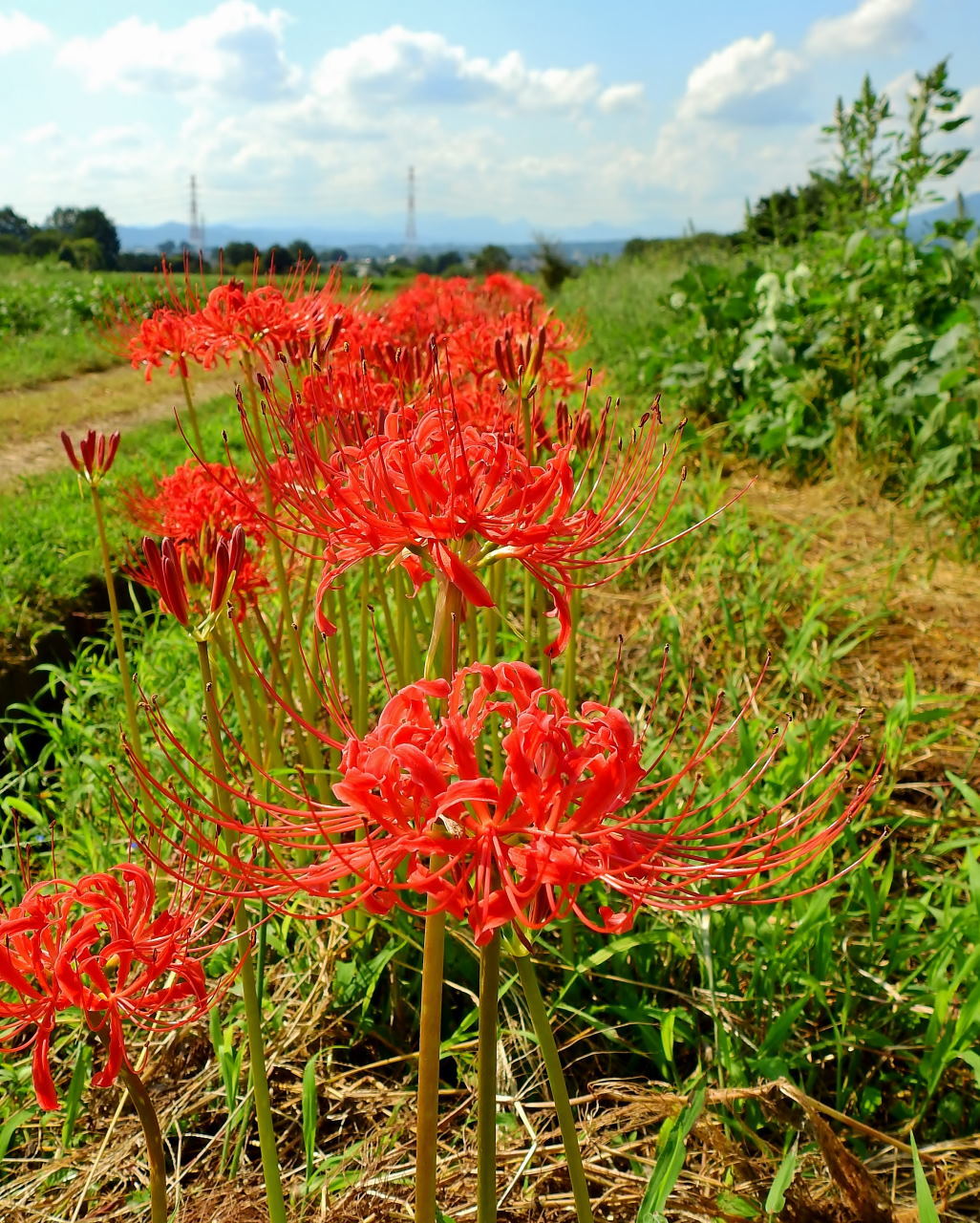 秋彼岸とくれば・・・・ヒガンバナ_c0305565_17124209.jpg