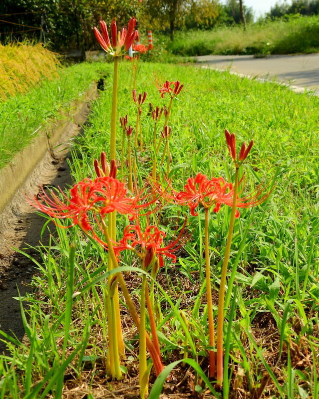 秋彼岸とくれば・・・・ヒガンバナ_c0305565_17143429.jpg