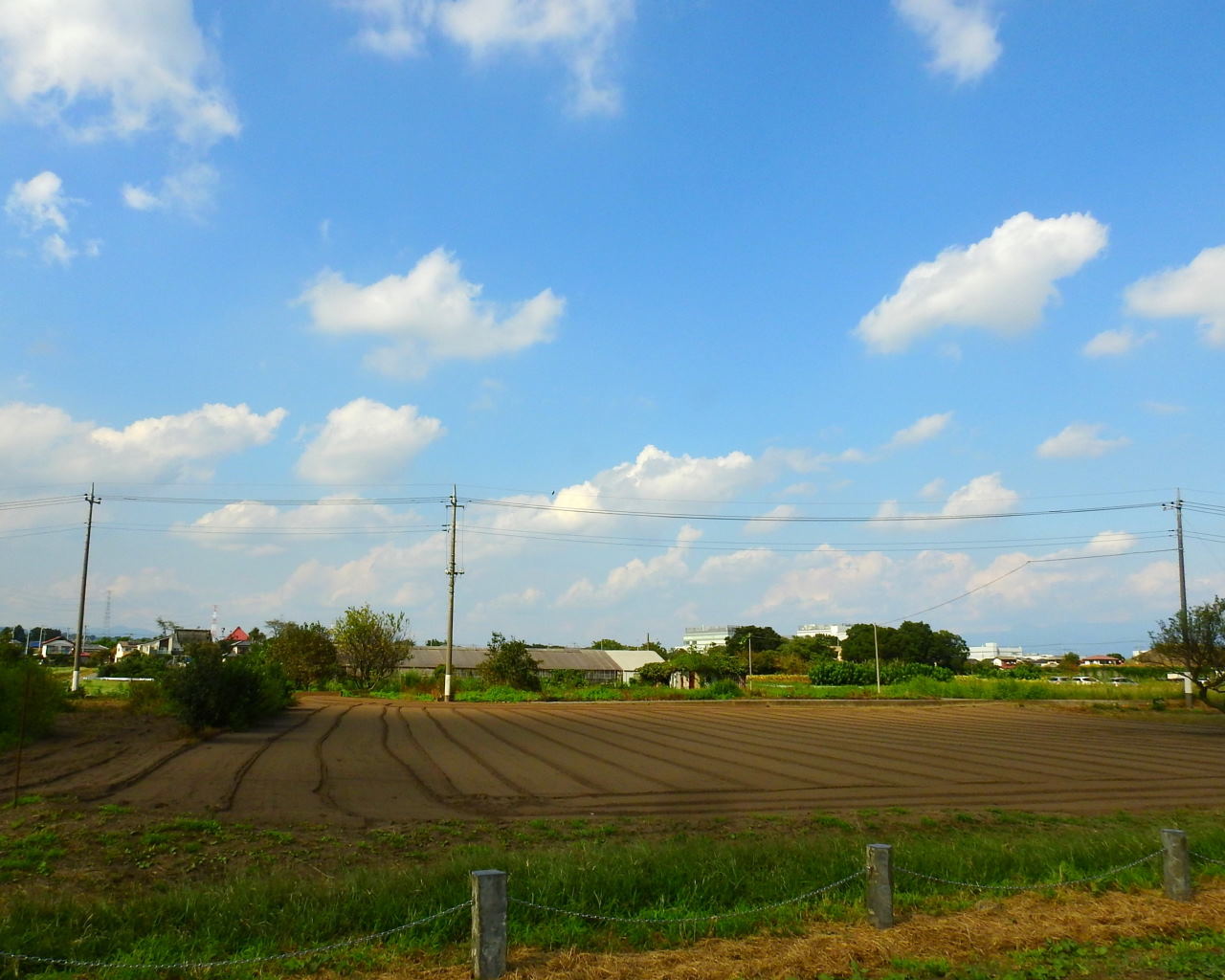 秋彼岸とくれば・・・・ヒガンバナ_c0305565_17205573.jpg