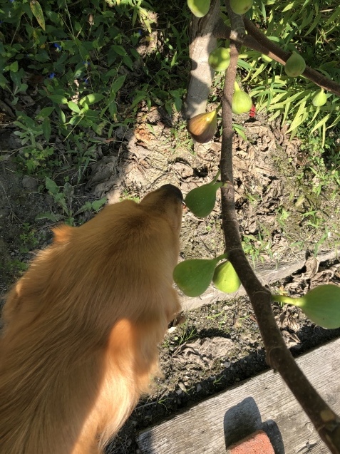 重病説あり。_a0394574_14013061.jpeg