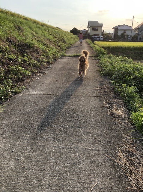 秋の日は。_a0394574_21363955.jpeg