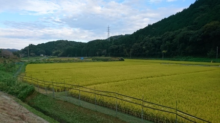 稲_a0082776_18315270.jpg