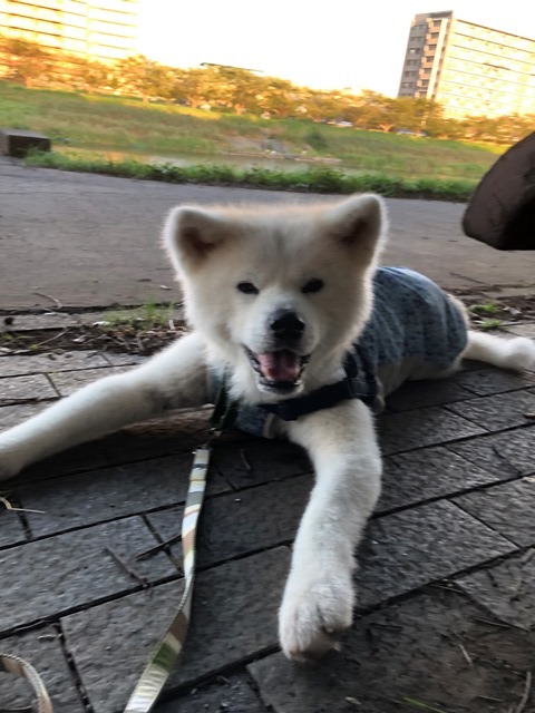 飛鳥丸の皮膚の状態 その3_c0257276_22571377.jpg