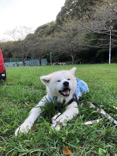飛鳥丸の皮膚の状態 その3_c0257276_22571751.jpg
