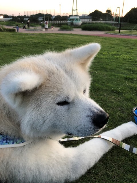 飛鳥丸の皮膚の状態 その3_c0257276_22572043.jpg