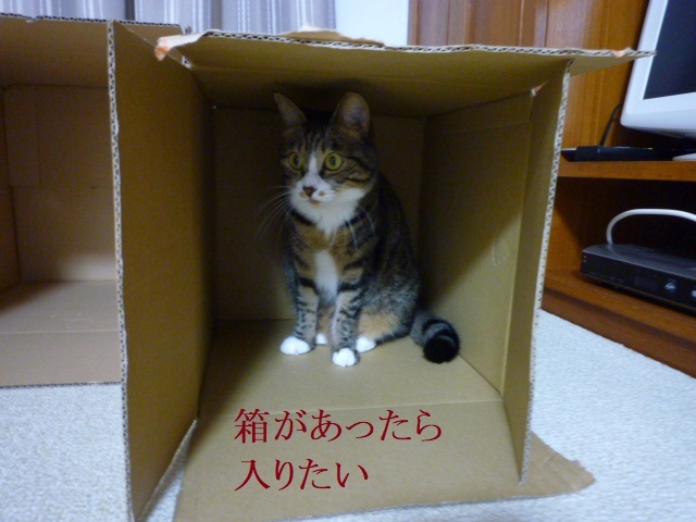 ねこの斜塔_e0363677_23391704.jpg
