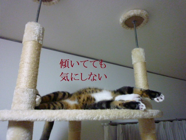 ねこの斜塔_e0363677_23391710.jpg
