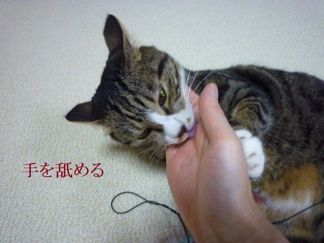 ねこの斜塔_e0363677_23391718.jpg
