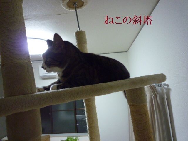 ねこの斜塔_e0363677_23391762.jpg