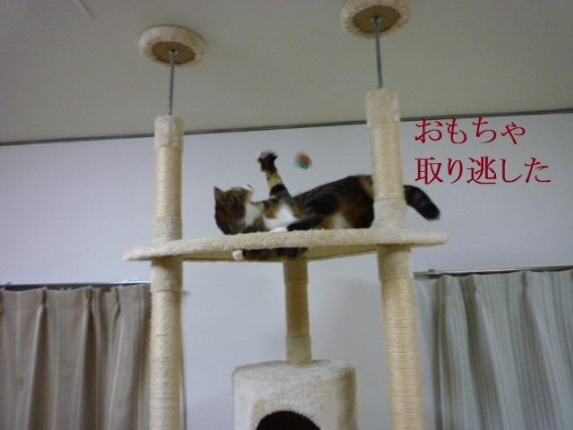ねこの斜塔_e0363677_23391796.jpg