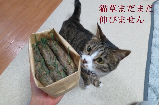 ねこの斜塔_e0363677_23500958.jpg