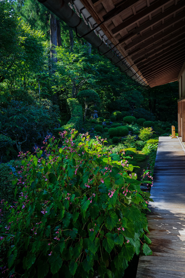 秋海棠！　　大原三千院～_b0128581_18573581.jpg