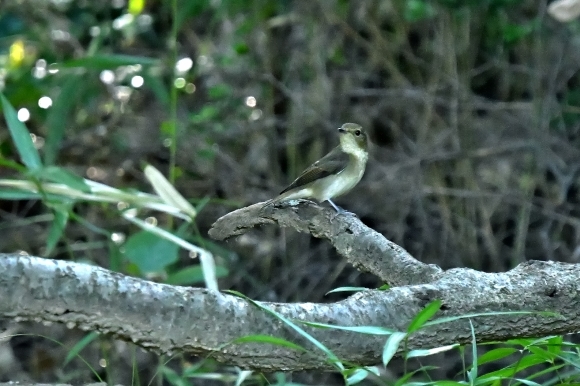 近くの公園へ   渡りの確認_c0164881_00040899.jpg