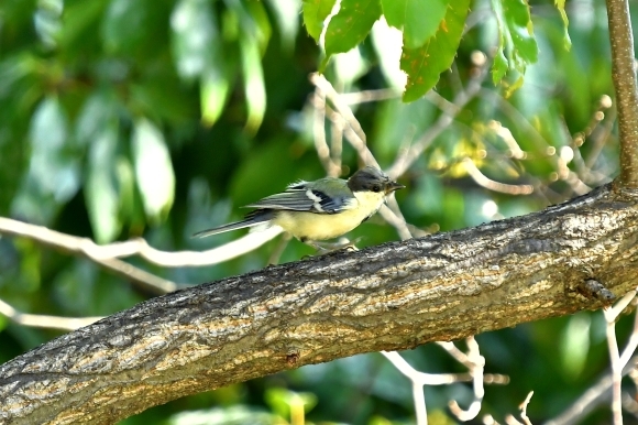 近くの公園へ   渡りの確認_c0164881_00041588.jpg