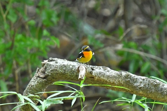 近くの公園へ   渡りの確認_c0164881_00223204.jpg