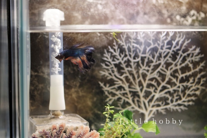 ベタ水槽の水流を弱める Little Hobby ベタ水槽の水流を弱める Little Hobby