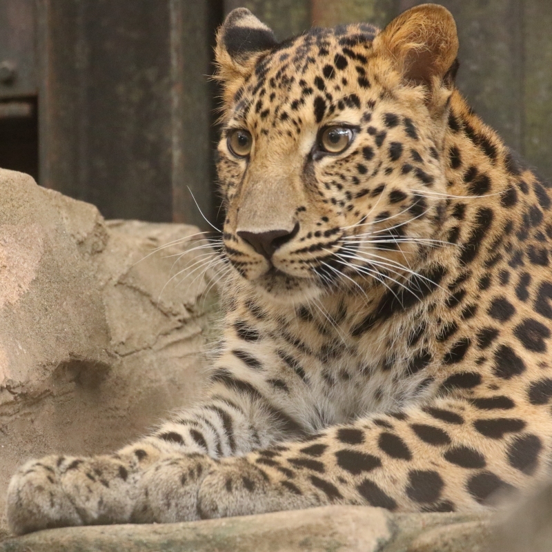 スク、ラム、トライのトライ君は、絶滅危惧種のアムールヒョウ_b0291402_08152253.jpg