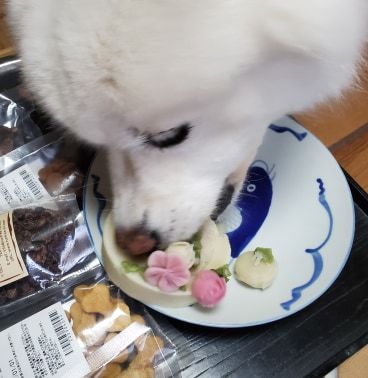 美蘭12歳になりました。_b0073110_20375778.jpg