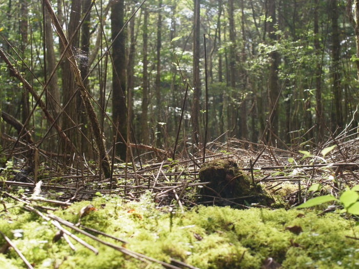 富士山の裾野の森_e0276411_23415390.jpg