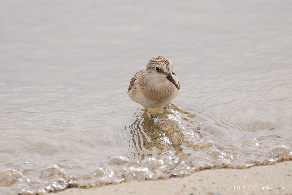 # トウネンたちと一羽のミユビシギ　その②_b0181125_08464763.jpg