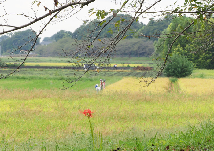 ハヤブサは良いなー池面を自由に飛翔_d0290240_13410573.jpg