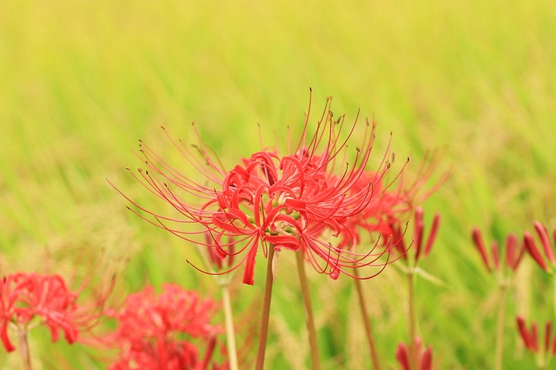 田んぼに咲く彼岸花 1 Happy Cafe Vol 2