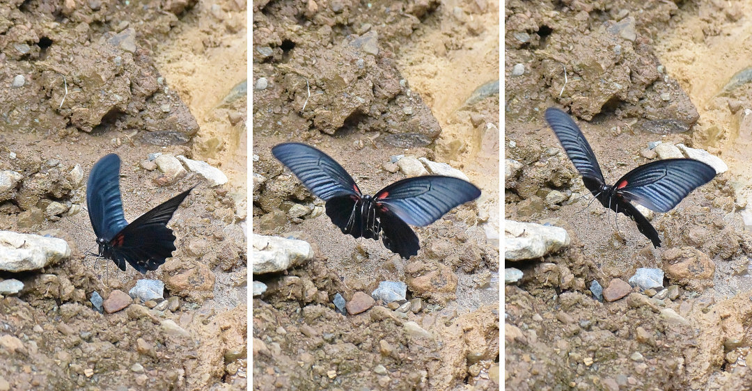 瓦礫場で吸水、ナガサキアゲハ(2020/09/18)_d0387460_12500017.jpg