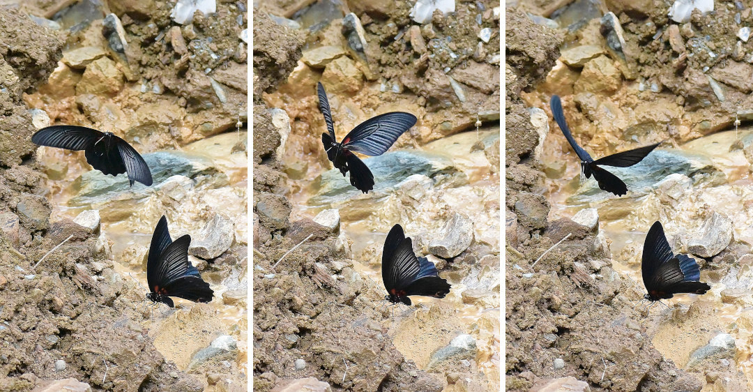 瓦礫場で吸水、ナガサキアゲハ(2020/09/18)_d0387460_12511138.jpg