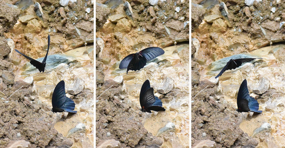 瓦礫場で吸水、ナガサキアゲハ(2020/09/18)_d0387460_12512648.jpg
