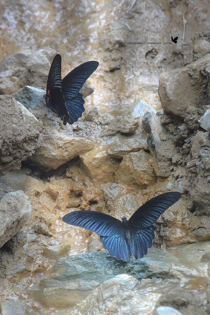 瓦礫場で吸水、ナガサキアゲハ(2020/09/18)_d0387460_12530524.jpg