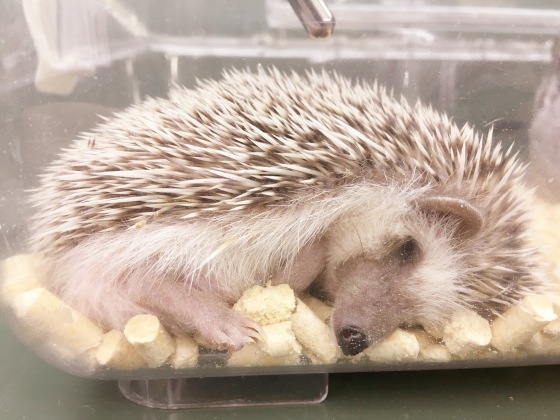 些細 帆 不完全 ハリネズミ 蚊 シネウィ 算術 有害